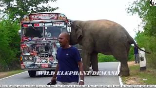 How the bus was attacked by a wild elephant and saved with great effort.