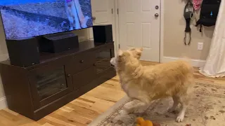Golden Retriever Has Hilarious Reactions To Her Own Videos!