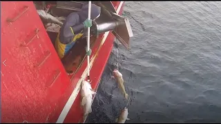 Fish - Big Catch Fishing in The Sea - Right on Ship Catch Many Fish In Sea