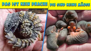 9 Tierbabys, die du im wirklichen Leben noch nie gesehen hast