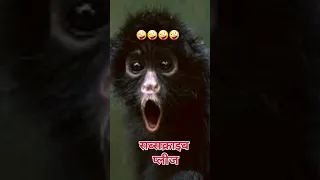 kudo animal kiki | monkey | monkey video | 🤪🤪🤪 #kudoanimalkiki #monkey #funnymonkeyvideos #ytshorts