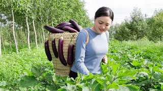 Harvesting Eggplant Avocado Fruit Go to the market to sell | Lucia Daily Life