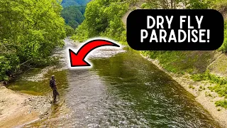 Dry Fly Fishing For Trout in CRYSTAL CLEAR RIVERS! 🎣