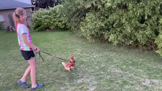 Pet Chicken goes for a walk on a leash