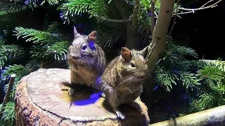 The Leningrad zoo. Degu (2020)