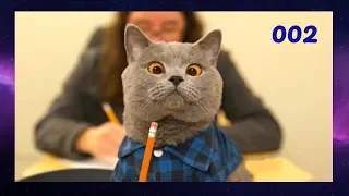 ПОДБОРКА СМЕШНЫХ ВИДЕО С КОТАМИ 002 Смешные кошки Funny Cats