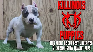 EXTEREME AMERICAN BULLY PUPPIES FOR SALE FROM THE WORLD FAMOUS KILLINOIS KENNELS!!!!!!