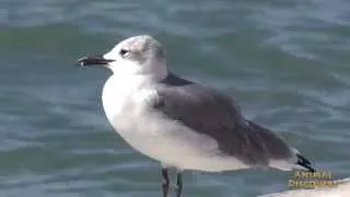 Чайка  Larus