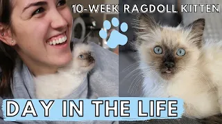 What It's REALLY like to Own a RAGDOLL KITTEN! (Day in the Life) 🐱 Ep. 1