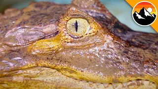 DANGEROUS Catch - Eye of the Caiman!