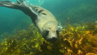 Diving with the Seals and Sharks of Montague Island, Australia