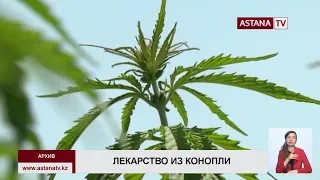 Иностранные инвесторы планируют выращивать наркотическую коноплю в Алматинской области