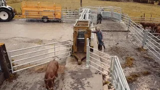 Couloir de contention   Vaches et veaux