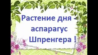 Комнатные растения ||  Растение дня- аспарагус Шпренгера !