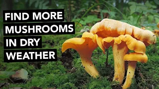 Find More Mushrooms In Dry Weather — 5 Tips