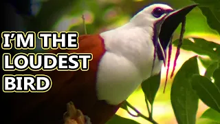 Bellbird facts: they're very loud | Animal Fact Files