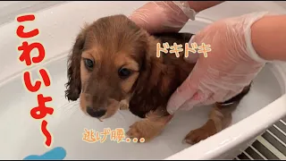 【ダックス子犬】初めてのお風呂に　ビビりまくる子犬...3つ子ベビー CUTE! かわいすぎ☆puppy dachshund