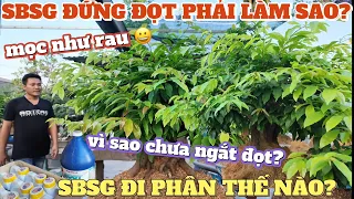 Bất ngờ kết quả đi phân SBSG mọc như rau vườn mai Hưng Thịnh hướng dẫn chăm mai Tết đứng đọt bị suy