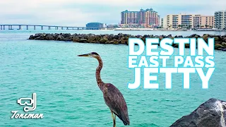 Snorkeling Destin East Pass Jetty | Rosy Razorfish and More!!