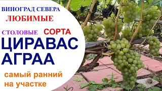 Виноград Циравас Аграа в условиях северного Подмосковья 08 августа 2021 года.