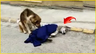 Male dog cried and begged for help, sitting quietly watching his partner going to end