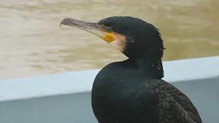 Le grand cormoran sur sa barque