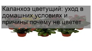 Каланхоэ цветущий: уход в домашних условиях и причины почему не цветет