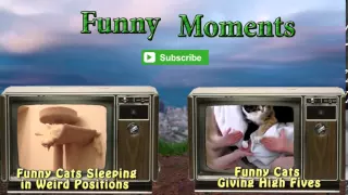 Коты чудят Забавные кошки  Самые смешные видео с котами  Funny cat compilation