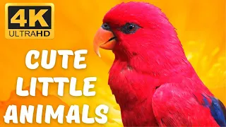 CUTE LITTLE ANIMALS - ELEPHANT, CAT, GOOSE, HORSE, OWL - ANIMAL SOUNDS | ANIMAL VIDEOS