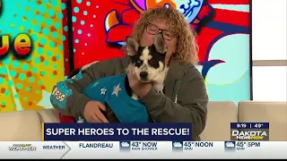 Rescue Network, Sioux Falls Lego shop hosting super hero-themed adoption event Sunday