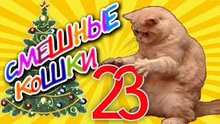 Смешные кошки 23 ● Коты против Ёлок - Приколы с животными 2015 ● Funny cats vine compilation