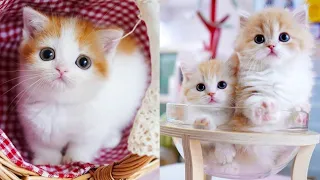 Funny animals - Funny cats / dogs - Funny animal videos | Cute Aww #114