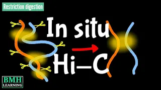 In situ Hi-C | Hi-C Method | In situ Hi-C Chromosome Conformation technique |