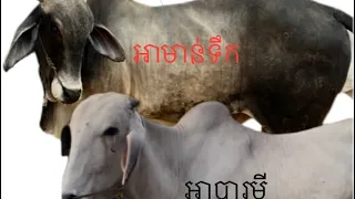 គោបា អាមាន់ទឹក អាបារមី អាច្លើមម្ចាស់ដាក់ប្រឡៅកវាយសុទ្ធតែ LEO 😂😂🐂🐂🐂