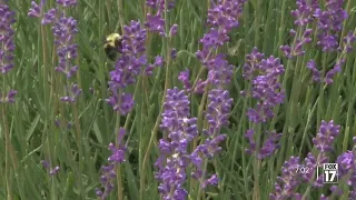 Sweet Serenity: The peaceful power of the lavender plant