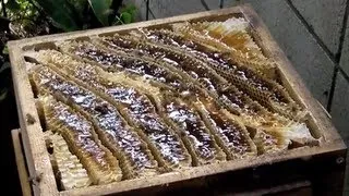 Harvesting the honey of Japanese honey bees