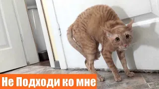 ЗЛЫЕ КОТЫ / КОШКИ АГРЕССИВНО СЕБЯ ВЕДУТ / ВРЕДНЫЕ КОШКИ