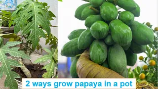 How to grow papaya from seeds in a pot | 2 ways grow papaya in a pot
