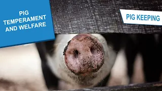 Pig Keeping: Pig Temperament and Welfare