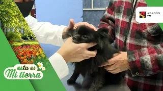 Un día en el veterinario