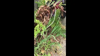 Poison Hemlock Identification and Manual Removal