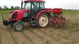 Zetor Proxima 6421 & Olt kultivator - kultivacija kukuruza - corn weeding 2020.