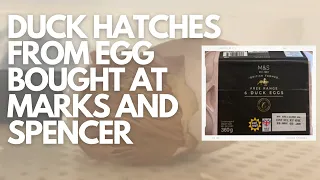 Duck hatches from egg bought in supermarket in amazing experiment