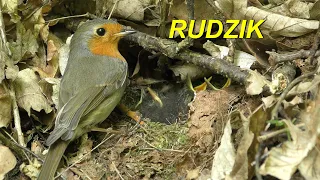 Rudzik ( Erithacus rubecula )