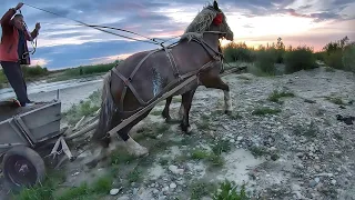 ПАРА КОБИЛ 💯,СИЛА💪,МІЦЬ✊/КОБИЛА НА ПРОДАЖУ 💵