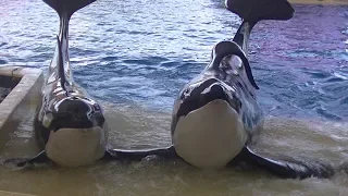 Orca Ocean Featuring Morgan - Jan.15, 2020 - Loro Parque, Spain