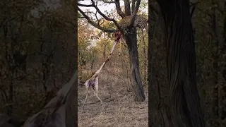 Who win? Hyena or Leopard #hyena #laugh #animals #cheetah #leopard #panthers #discovery