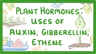 GCSE Biology - Plant Hormones - Uses of Auxin, Gibberellin and Ethene  #53