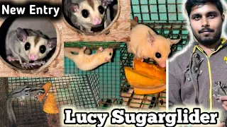 Lucy Sugarglider new Entry  to my Farm ll Sugarglider breeding farm odisha