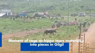 Moment of rage as hippo tears motorbike into pieces in Gilgil